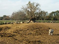 090809_San_Ceferino 124